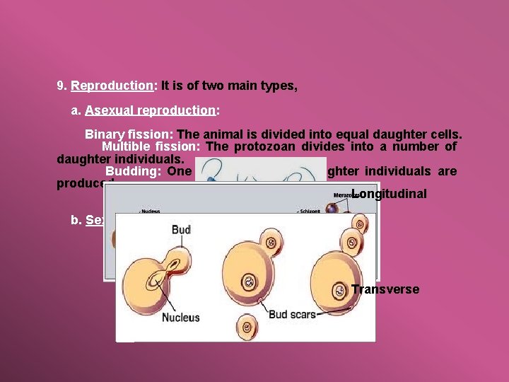 9. Reproduction: It is of two main types, a. Asexual reproduction: Binary fission: The
