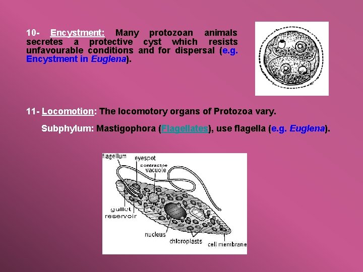 10 - Encystment: Many protozoan animals secretes a protective cyst which resists unfavourable conditions