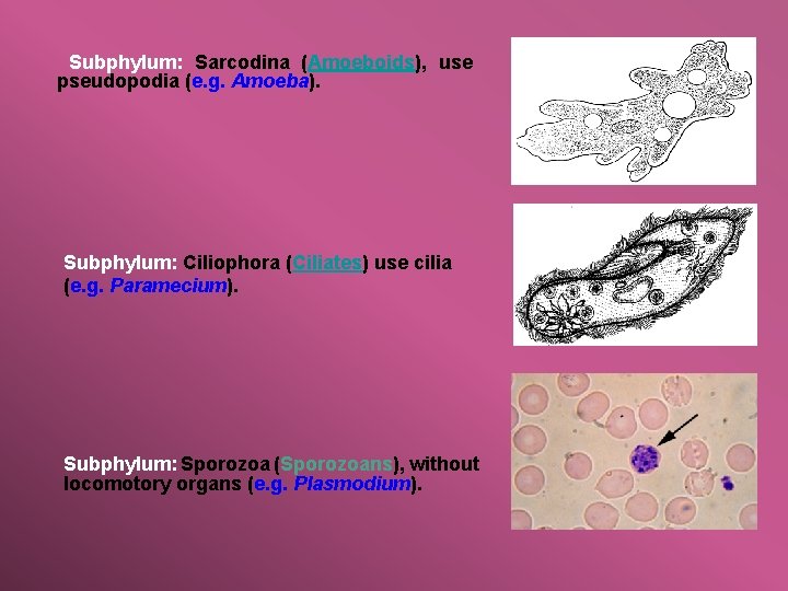 Subphylum: Sarcodina (Amoeboids), use pseudopodia (e. g. Amoeba). Subphylum: Ciliophora (Ciliates) use cilia (e.