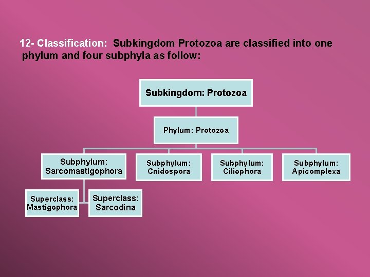12 - Classification: Subkingdom Protozoa are classified into one phylum and four subphyla as