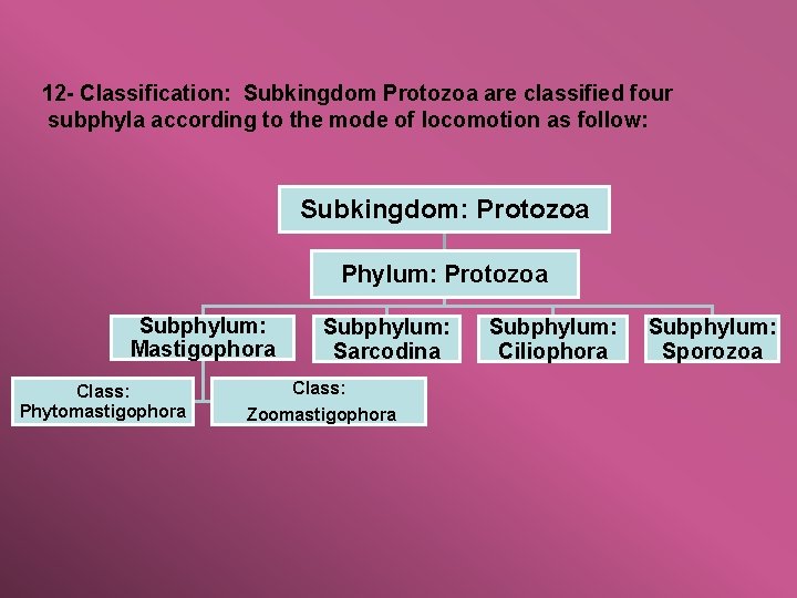 12 - Classification: Subkingdom Protozoa are classified four subphyla according to the mode of