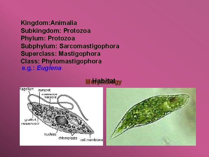 Kingdom: Animalia Subkingdom: Protozoa Phylum: Protozoa Subphylum: Sarcomastigophora Superclass: Mastigophora Class: Phytomastigophora e. g.