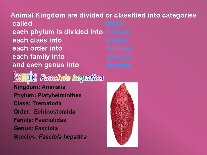 Animal Kingdom are divided or classified into categories called phyla each phylum is divided