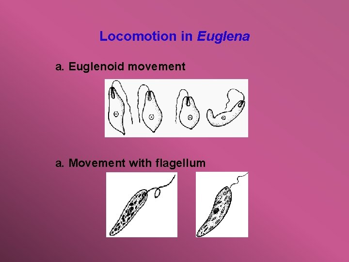Locomotion in Euglena a. Euglenoid movement a. Movement with flagellum 