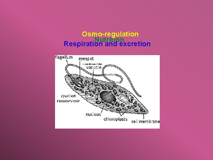 Osmo-regulation Nutrition Respiration and excretion 