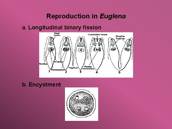 Reproduction in Euglena a. Longitudinal binary fission b. Encystment 
