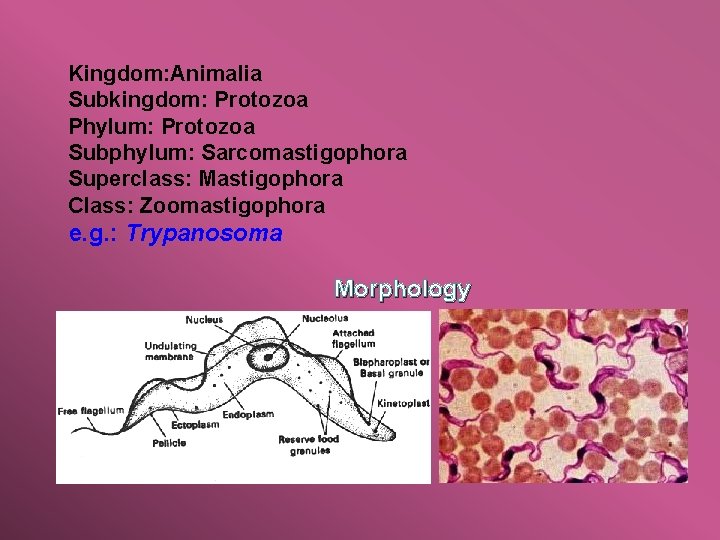 Kingdom: Animalia Subkingdom: Protozoa Phylum: Protozoa Subphylum: Sarcomastigophora Superclass: Mastigophora Class: Zoomastigophora e. g.