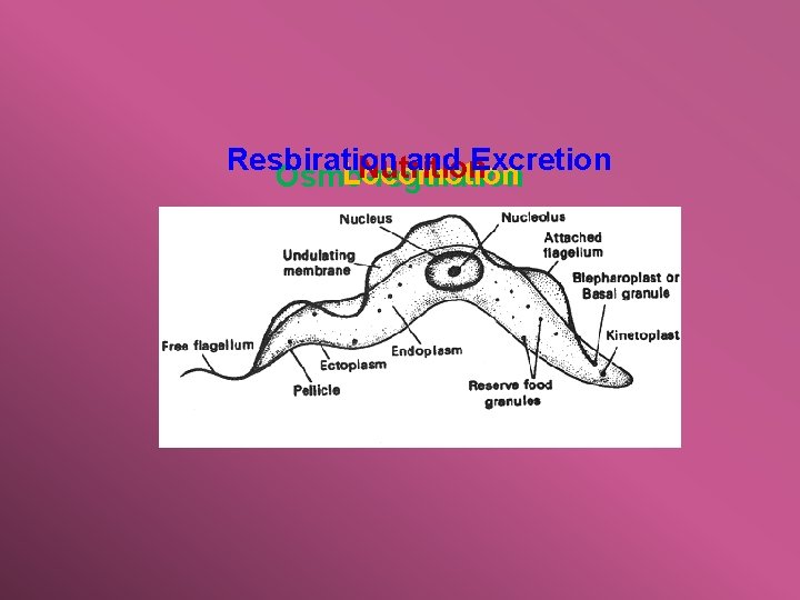 Resbiration and Excretion Nutrition Locomotion Osmo-regulation 