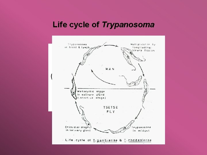 Life cycle of Trypanosoma Longitudinal binnary fission 
