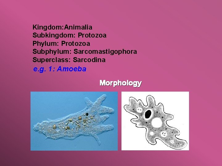 Kingdom: Animalia Subkingdom: Protozoa Phylum: Protozoa Subphylum: Sarcomastigophora Superclass: Sarcodina e. g. 1: Amoeba