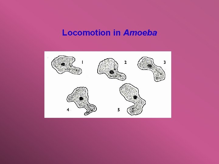 Locomotion in Amoeba 
