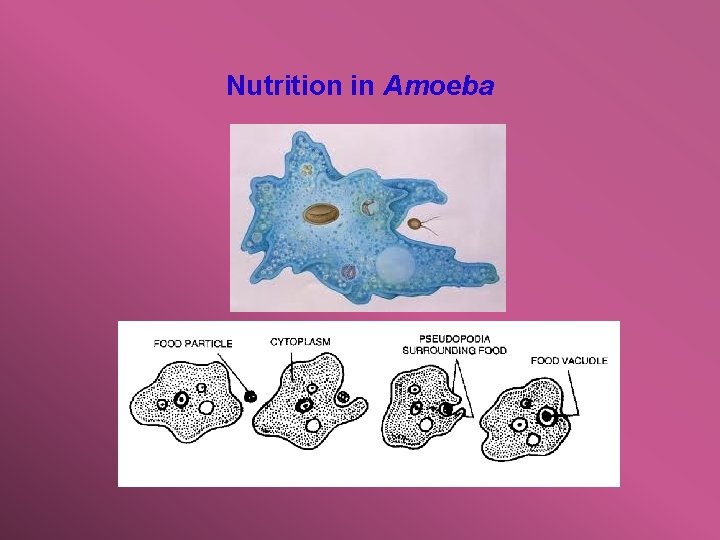 Nutrition in Amoeba 