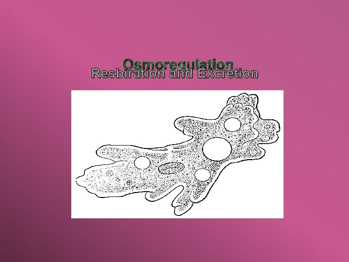 Resbiration and Excretion 