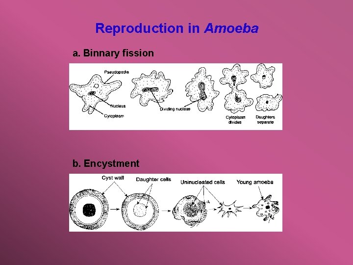 Reproduction in Amoeba a. Binnary fission b. Encystment 