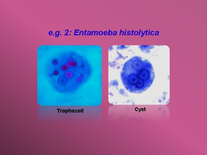 e. g. 2: Entamoeba histolytica Trophozoit Cyst 