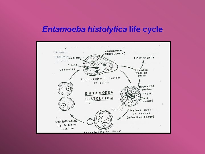 Entamoeba histolytica life cycle 