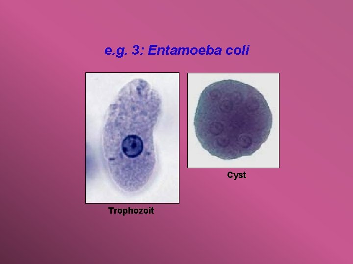 e. g. 3: Entamoeba coli Cyst Trophozoit 