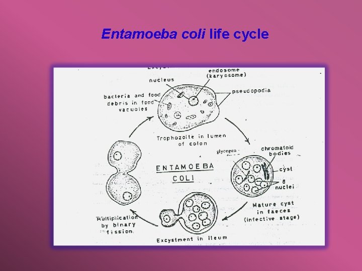 Entamoeba coli life cycle 