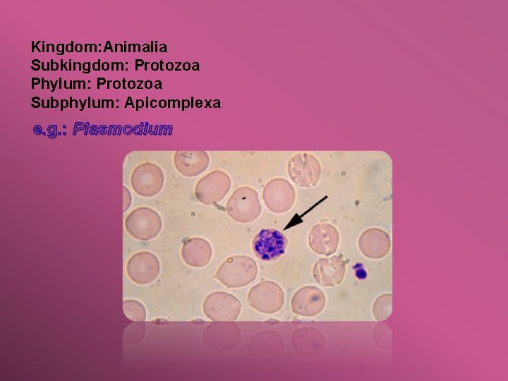 Kingdom: Animalia Subkingdom: Protozoa Phylum: Protozoa Subphylum: Apicomplexa e. g. : Plasmodium 
