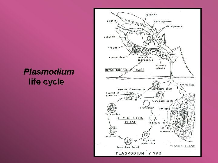 Plasmodium life cycle 