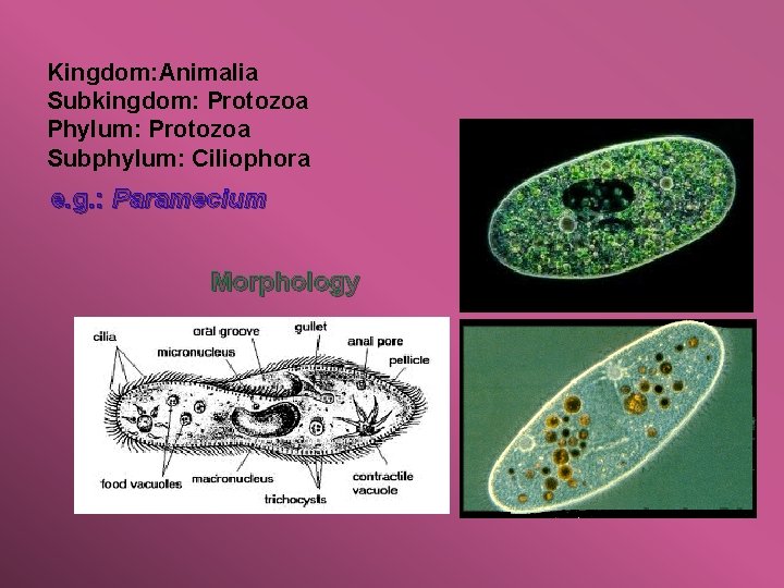 Kingdom: Animalia Subkingdom: Protozoa Phylum: Protozoa Subphylum: Ciliophora e. g. : Paramecium Morphology 