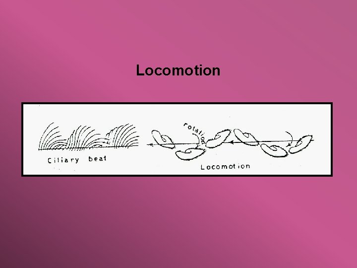 Locomotion 