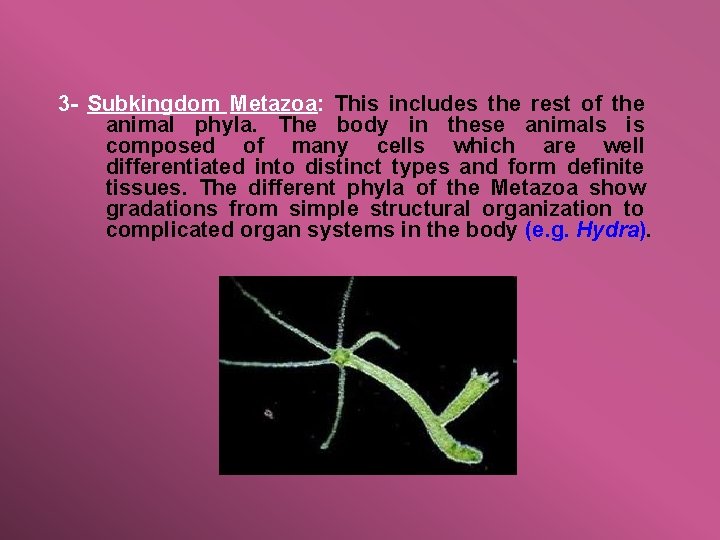 3 - Subkingdom Metazoa: This includes the rest of the animal phyla. The body