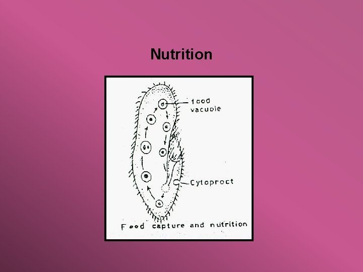 Nutrition 