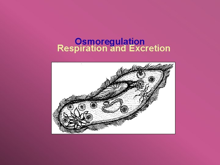 Osmoregulation Respiration and Excretion 