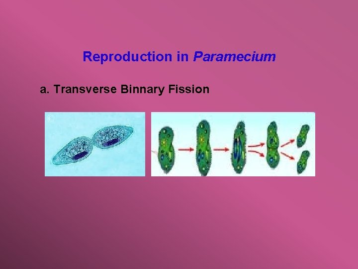 Reproduction in Paramecium a. Transverse Binnary Fission 