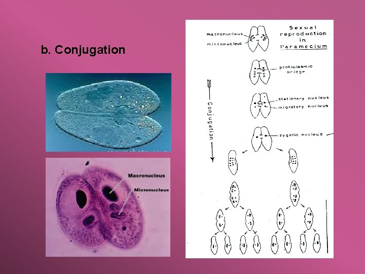 b. Conjugation 