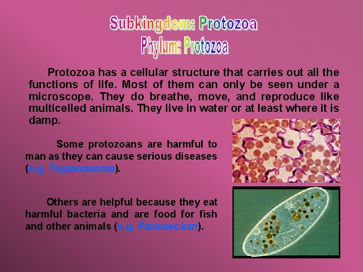 Protozoa has a cellular structure that carries out all the functions of life. Most