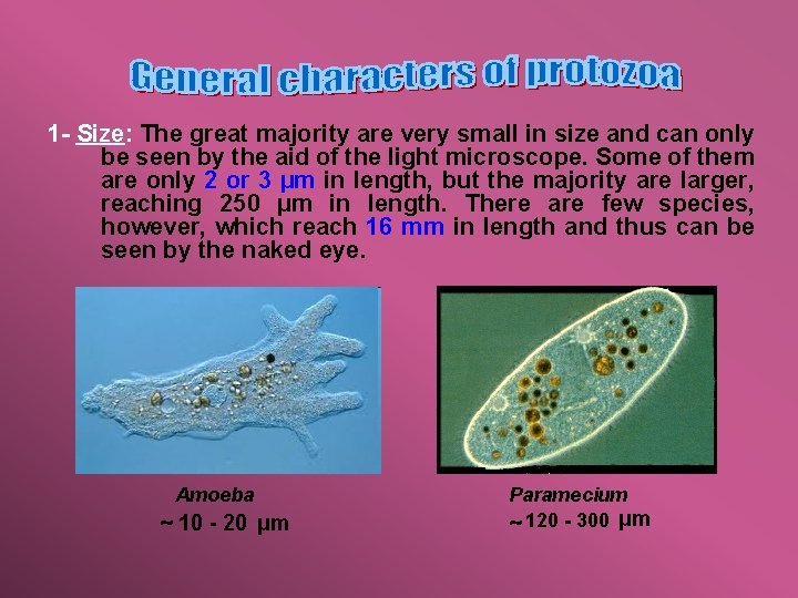 1 - Size: The great majority are very small in size and can only