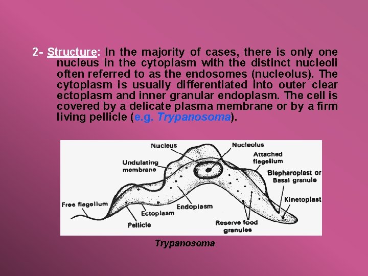 2 - Structure: In the majority of cases, there is only one nucleus in