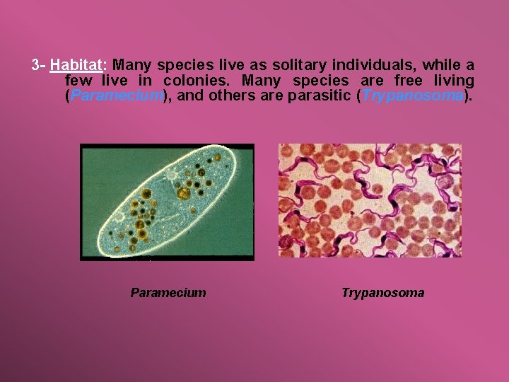 3 - Habitat: Many species live as solitary individuals, while a few live in
