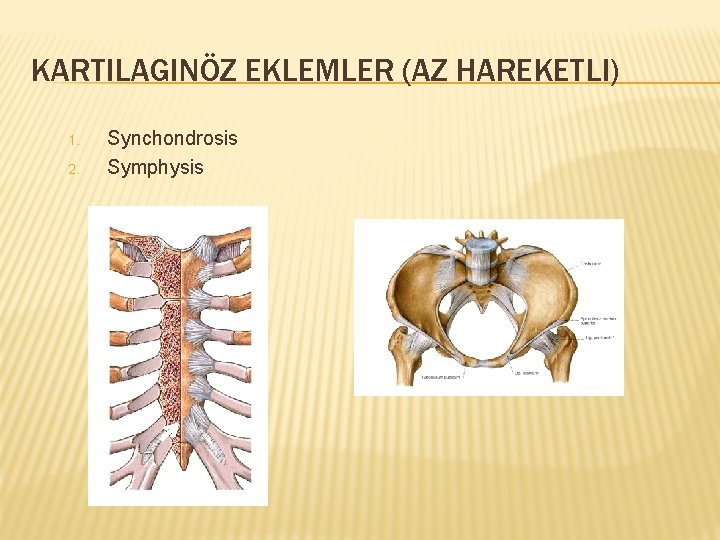 KARTILAGINÖZ EKLEMLER (AZ HAREKETLI) 1. 2. Synchondrosis Symphysis 