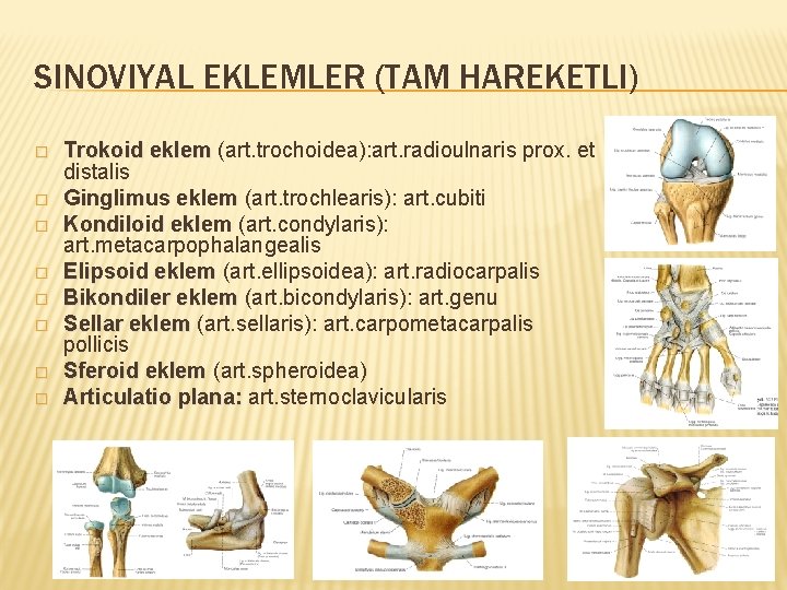 SINOVIYAL EKLEMLER (TAM HAREKETLI) � � � � Trokoid eklem (art. trochoidea): art. radioulnaris