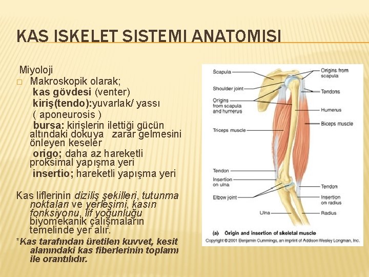 KAS ISKELET SISTEMI ANATOMISI Miyoloji � Makroskopik olarak; kas gövdesi (venter) kiriş(tendo): yuvarlak/ yassı