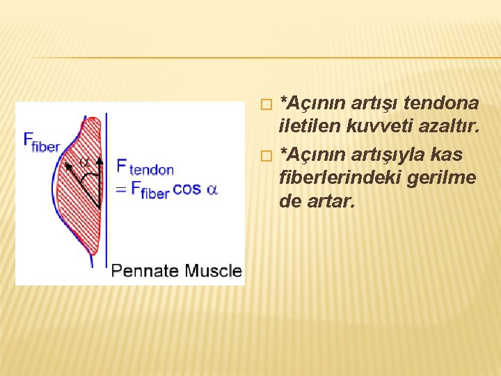 *Açının artışı tendona iletilen kuvveti azaltır. � *Açının artışıyla kas fiberlerindeki gerilme de artar.
