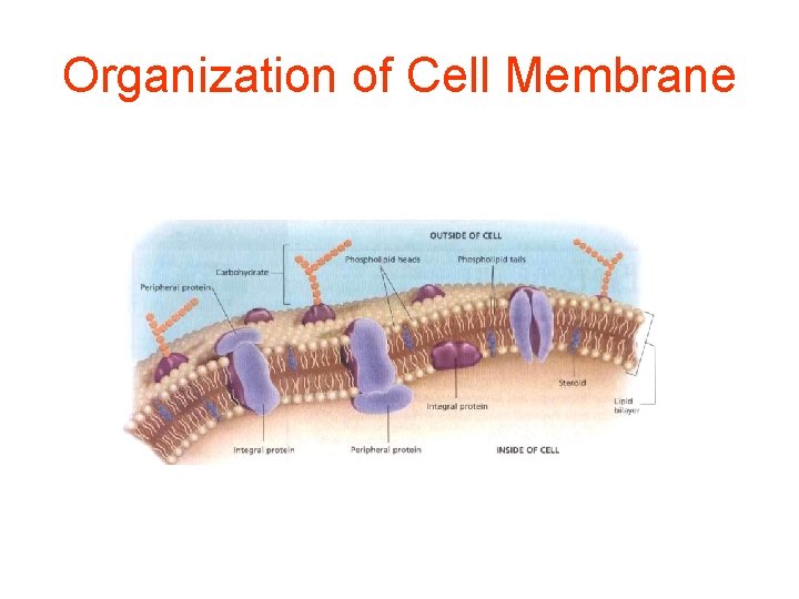 Organization of Cell Membrane 