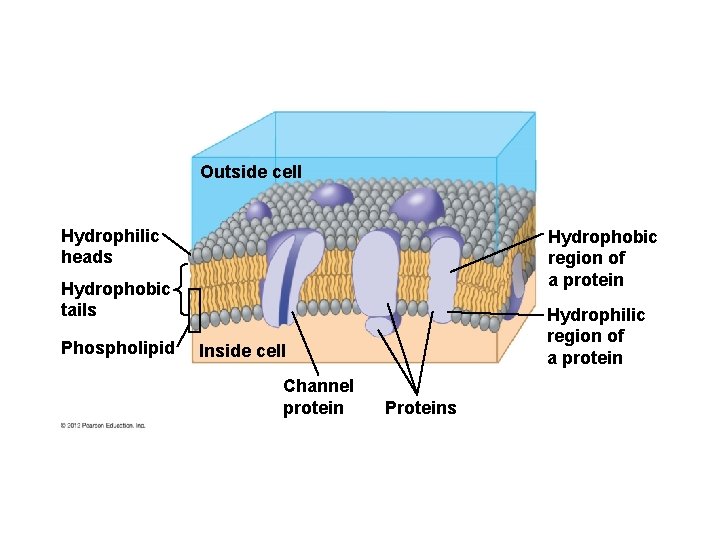 Outside cell Hydrophilic heads Hydrophobic region of a protein Hydrophobic tails Phospholipid Hydrophilic region