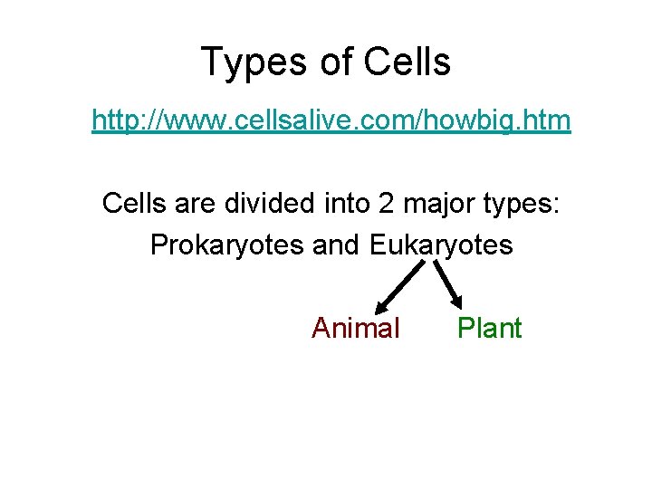 Types of Cells http: //www. cellsalive. com/howbig. htm Cells are divided into 2 major