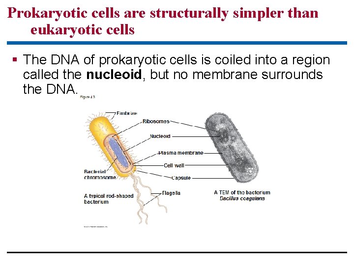 Prokaryotic cells are structurally simpler than eukaryotic cells § The DNA of prokaryotic cells