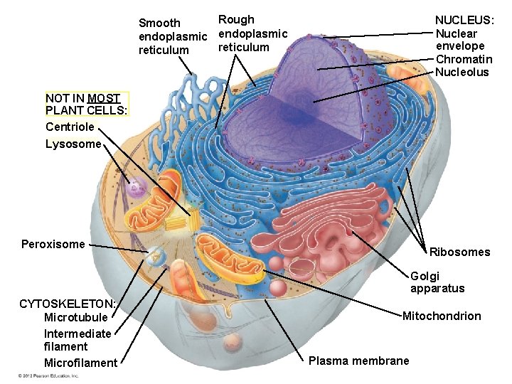 Rough Smooth endoplasmic reticulum NUCLEUS: Nuclear envelope Chromatin Nucleolus NOT IN MOST PLANT CELLS: