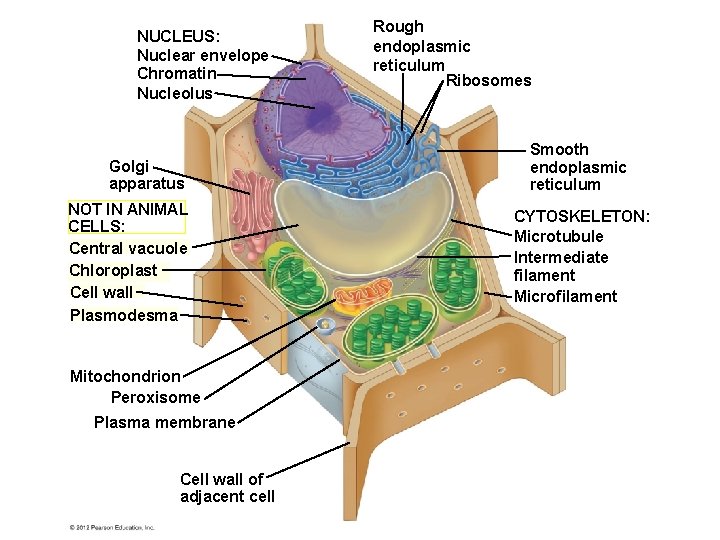 NUCLEUS: Nuclear envelope Chromatin Nucleolus Golgi apparatus NOT IN ANIMAL CELLS: Central vacuole Chloroplast
