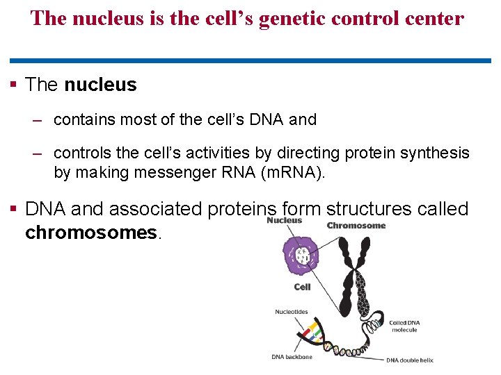 The nucleus is the cell’s genetic control center § The nucleus – contains most