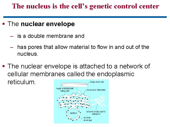 The nucleus is the cell’s genetic control center § The nuclear envelope – is