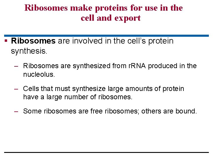 Ribosomes make proteins for use in the cell and export § Ribosomes are involved