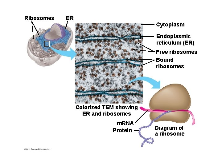 Ribosomes ER Cytoplasm Endoplasmic reticulum (ER) Free ribosomes Bound ribosomes Colorized TEM showing ER