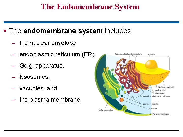 The Endomembrane System § The endomembrane system includes – the nuclear envelope, – endoplasmic